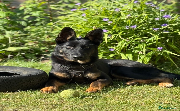 German Shepherd dogs - Advert 2