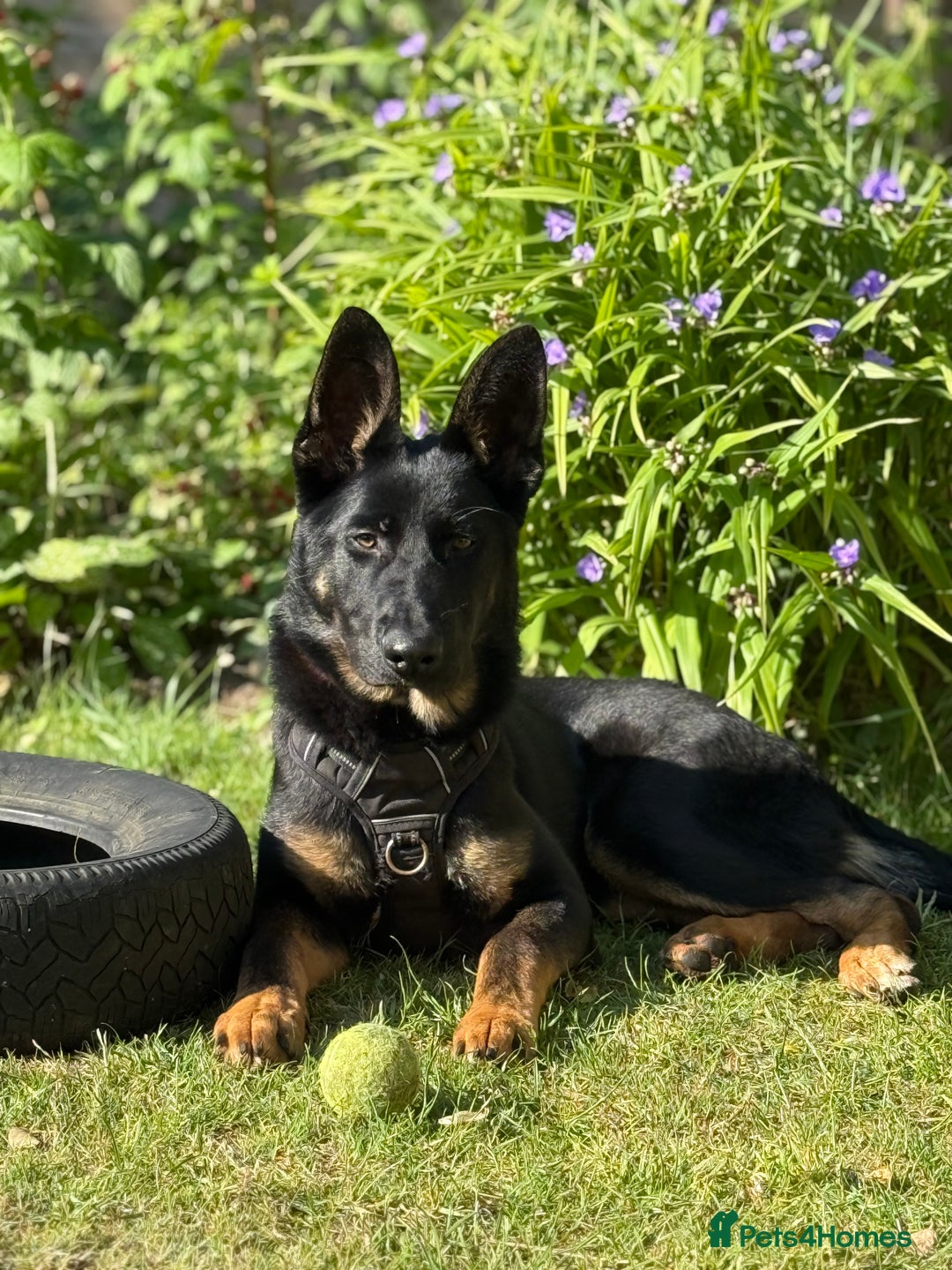 German Shepherd dogs for sale: MAXIMUS/ PEDIGREE GSD/ KENNEL CLUB REGISTERED/ - Image 2