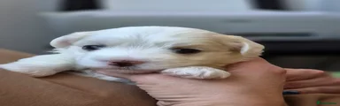 Maltese Puppy 3