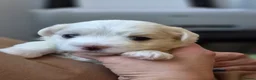 Maltese dogs for sale: Sold  - Advert 14