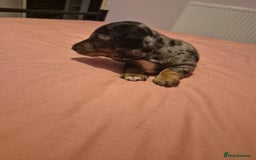 Miniature Dachshund dogs for sale: Miniature dachshund  - Advert 5
