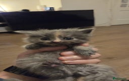 Ragdoll cats for sale: Ragdoll cats  - Image 5