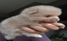 Pomeranian dogs for sale: Lilac and tan, chocolate and tan Pomeranians💜🤎 - Image 13