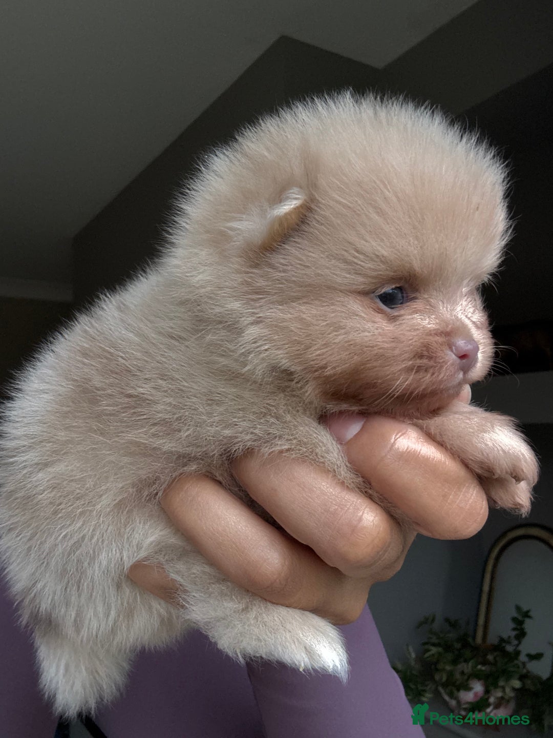 Pomeranian dogs for sale: Lilac and tan, chocolate and tan Pomeranians💜🤎 - Image 13