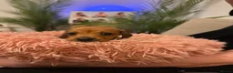 Miniature Dachshund dogs for sale: Miniature Dachshunds - Advert 15