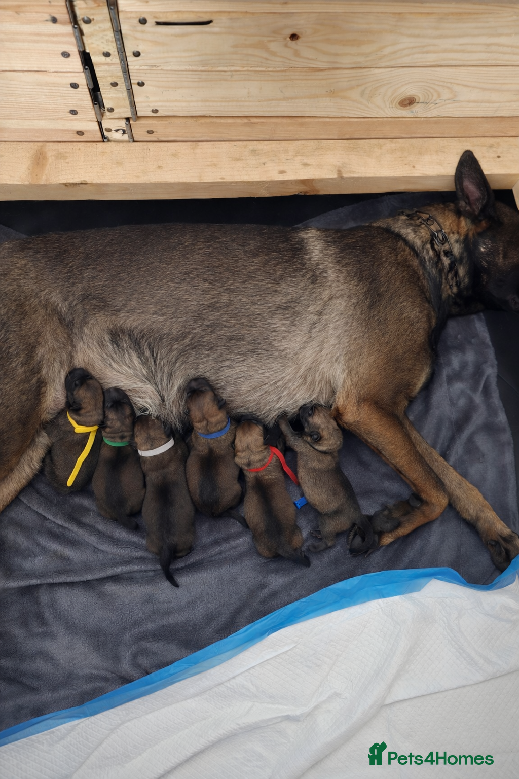 Belgian Shepherd Dog dogs Belgian Malinois Puppies for Sale (Working Line) - Advert 1