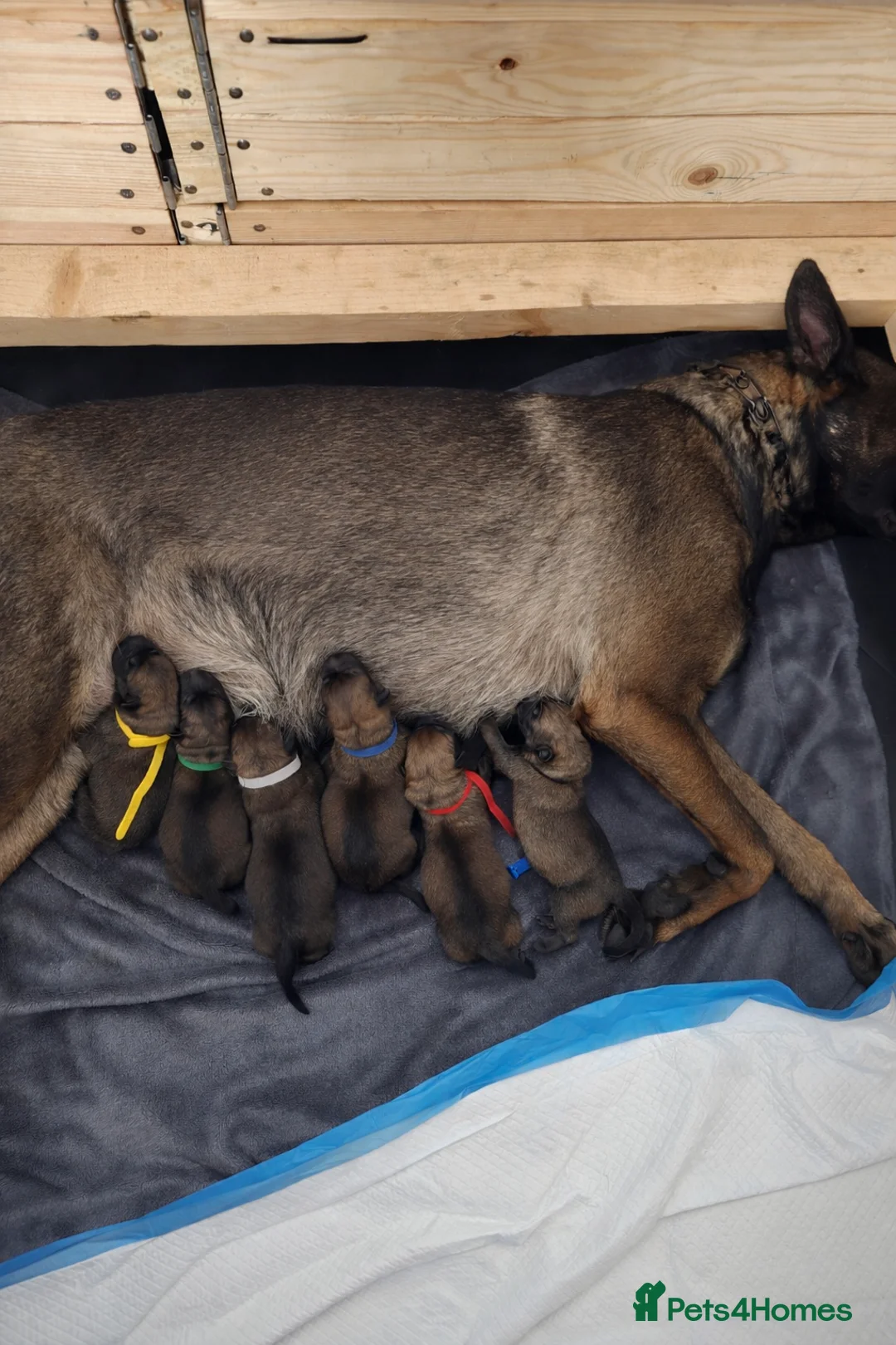 Belgian Shepherd Dog dogs for sale: Belgian Malinois Puppies for Sale (Working Line) in Telford - Advert 1