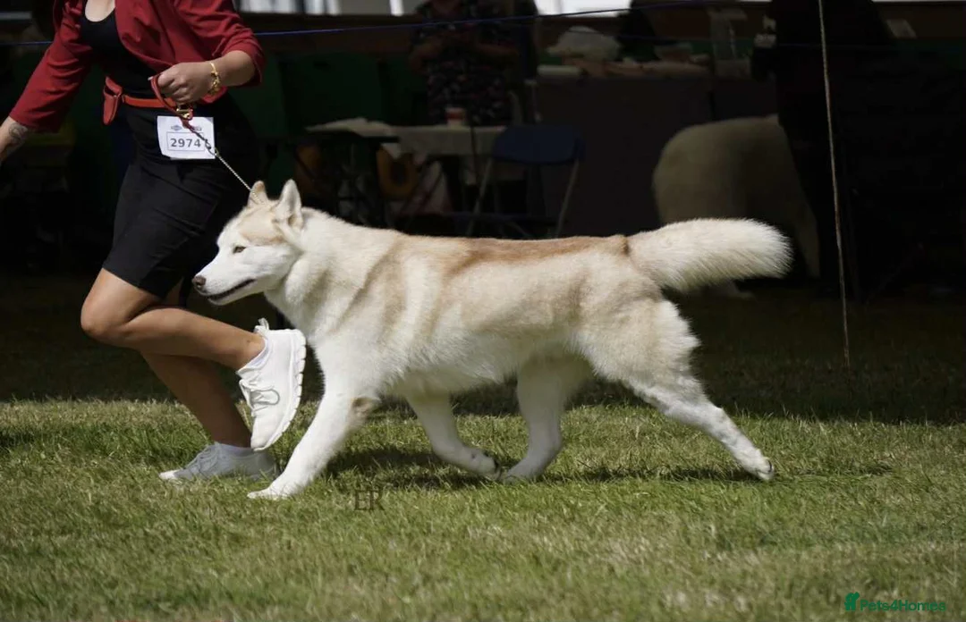 Siberian Husky dogs for sale: ✨Exceptional KC Reg Husky Puppies✨ - Advert 10