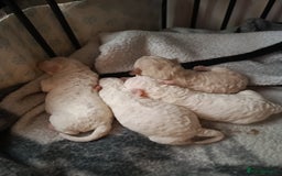 Poochon dogs for sale: Poochon puppies  - Advert 1