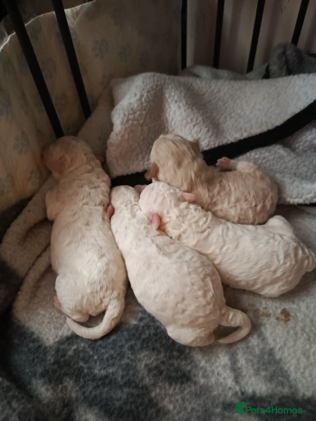 Poochon dogs for sale: Poochon puppies  - Advert 1