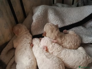 Poochon dogs Poochon puppies - Advert 1