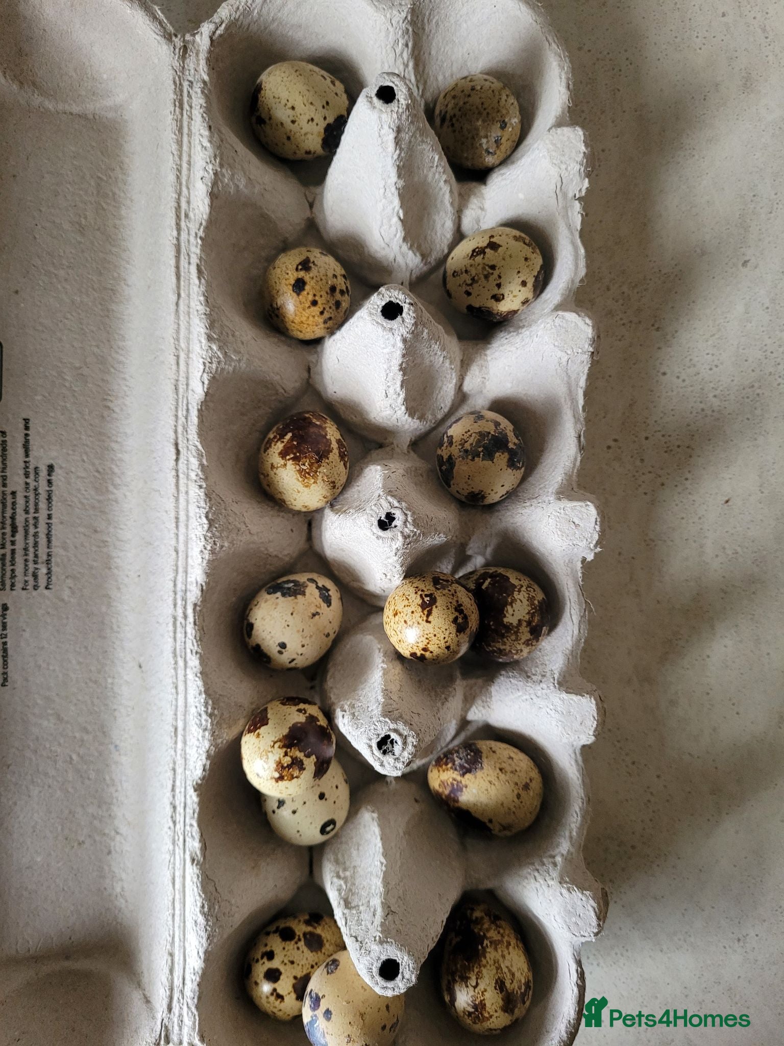 Quail poultry Fertile Quail Eggs  - Advert 8
