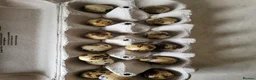 Quail poultry for sale: Fertile Quail Eggs  - Advert 1