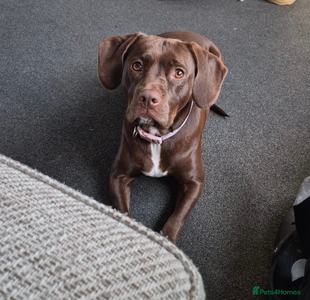 Mixed Breed dogs Working Spaniel cross  - Advert 14