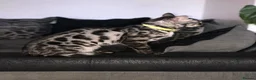 Bengal cats for sale: Charcoal Rosetta Bengal - Advert 7