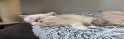 Ragdoll cats for sale: 🩷TICA registered Ragdolls🩷 - Advert 25