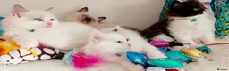 Ragdoll cats for sale: ALL RESERVED 😻😻BEAUTIFUL CROSS RAGDOLL/PERSIAN - Advert 9
