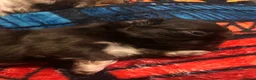 Shih Tzu dogs for sale: Imperial Shih Tzu's - Advert 3
