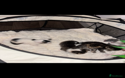 Mixed Breed cats for sale: Beautiful patched tabbies looking for homes  - Image 12