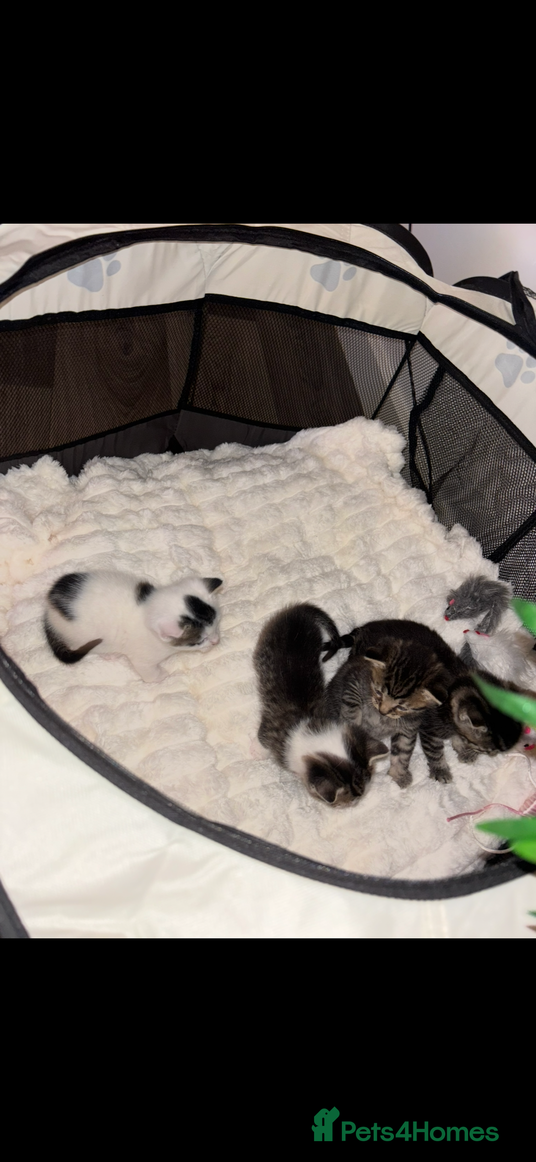 Mixed Breed cats for sale: Beautiful patched tabbies looking for homes  - Image 12