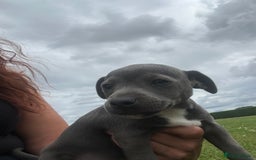 Jack Russell dogs for sale: Jack Russell, stunning litter,  in Doncaster - Image 1