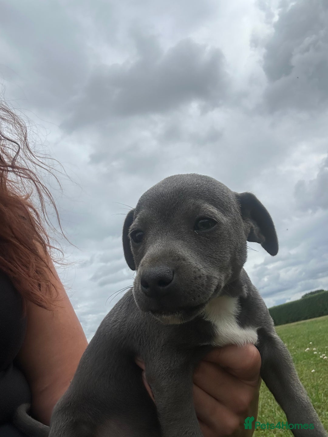 Jack Russell dogs for sale: Jack Russell, stunning litter,  in Doncaster - Image 1