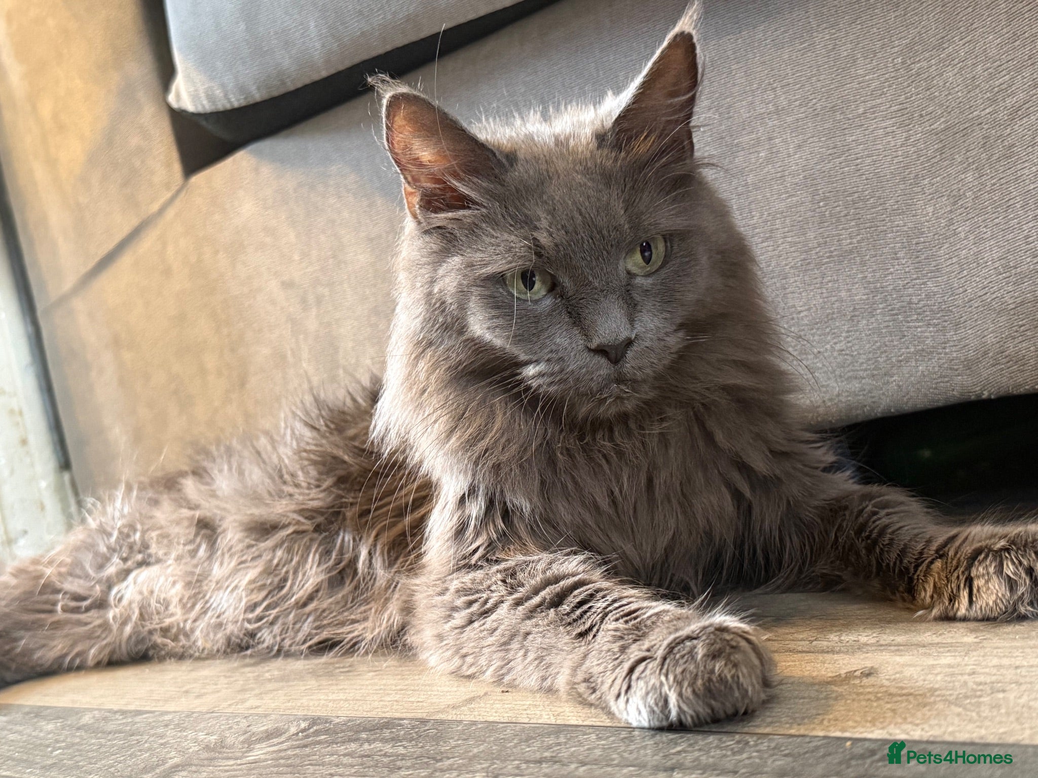 Maine Coon cats Beautiful Maine Coon kittens **READY NOW*** - Advert 8