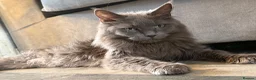 Maine Coon cats for sale: Beautiful Maine Coon kittens **READY NOW*** - Advert 1