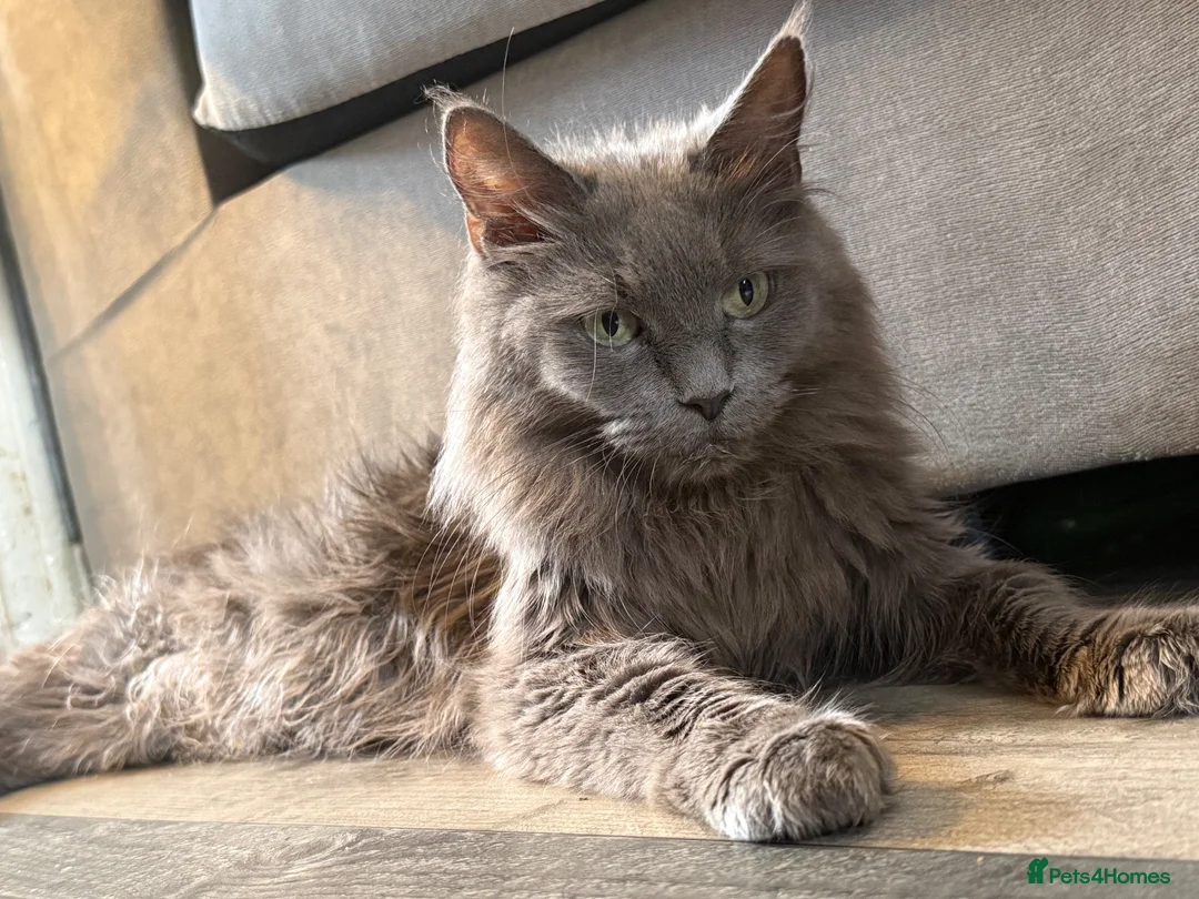 Maine Coon cats for sale: Beautiful Maine Coon kittens **READY NOW*** - Advert 1