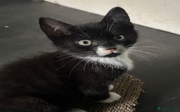 Mixed Breed cats for adoption: British Shorthair Mix- Adopt from Cats in Crisis - Image 3