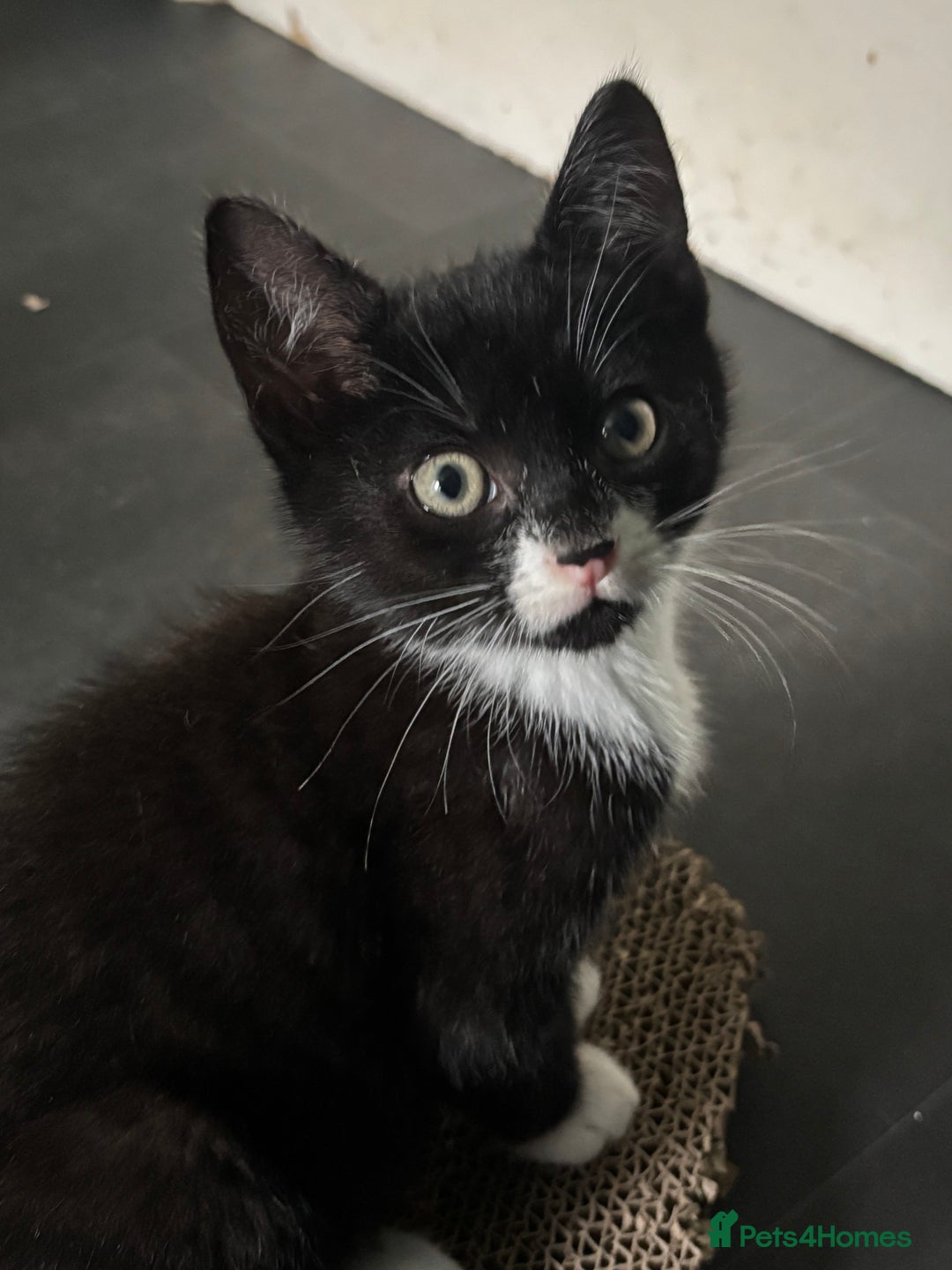 Mixed Breed cats for adoption: British Shorthair Mix- Adopt from Cats in Crisis - Image 3