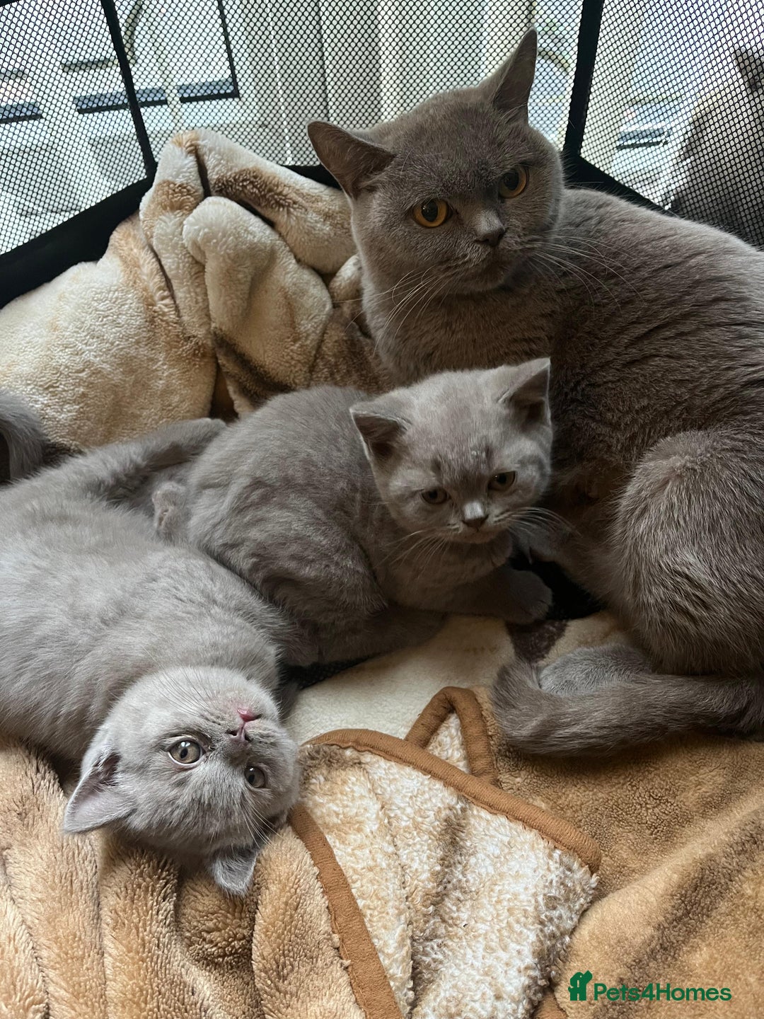 British Shorthair cats for sale: 1 beautiful BSH pedigree girl remaining🐾  - Advert 5