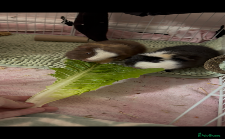Guinea Pig rodents for sale - Advert 1