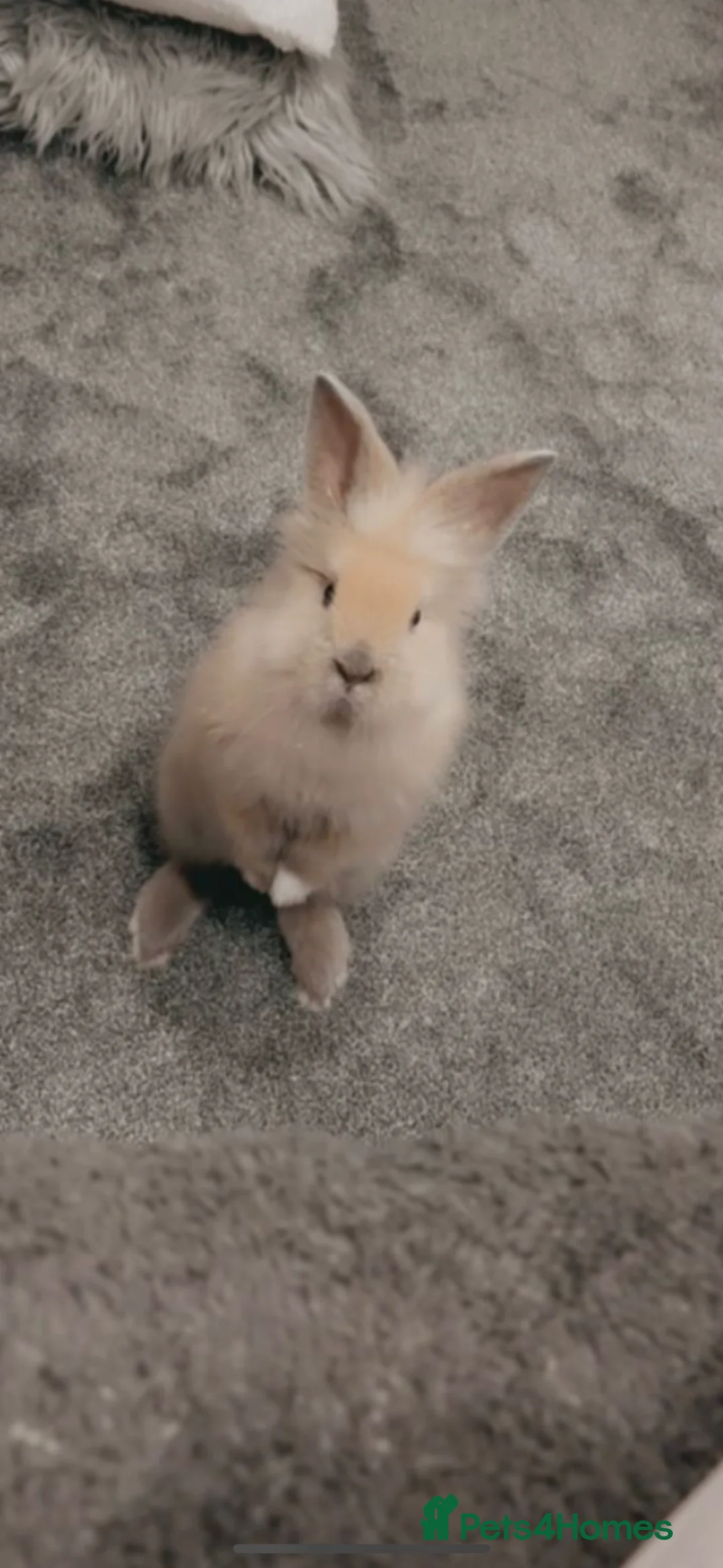 Lionhead rabbits for sale: Lion head rabbit  in Scunthorpe - Advert 1