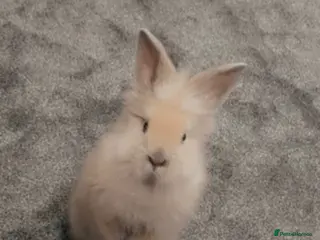 Lionhead rabbits Lion head rabbit - Advert 6