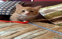 Mixed Breed cats for sale: Stunning kittens ready now - Image 4