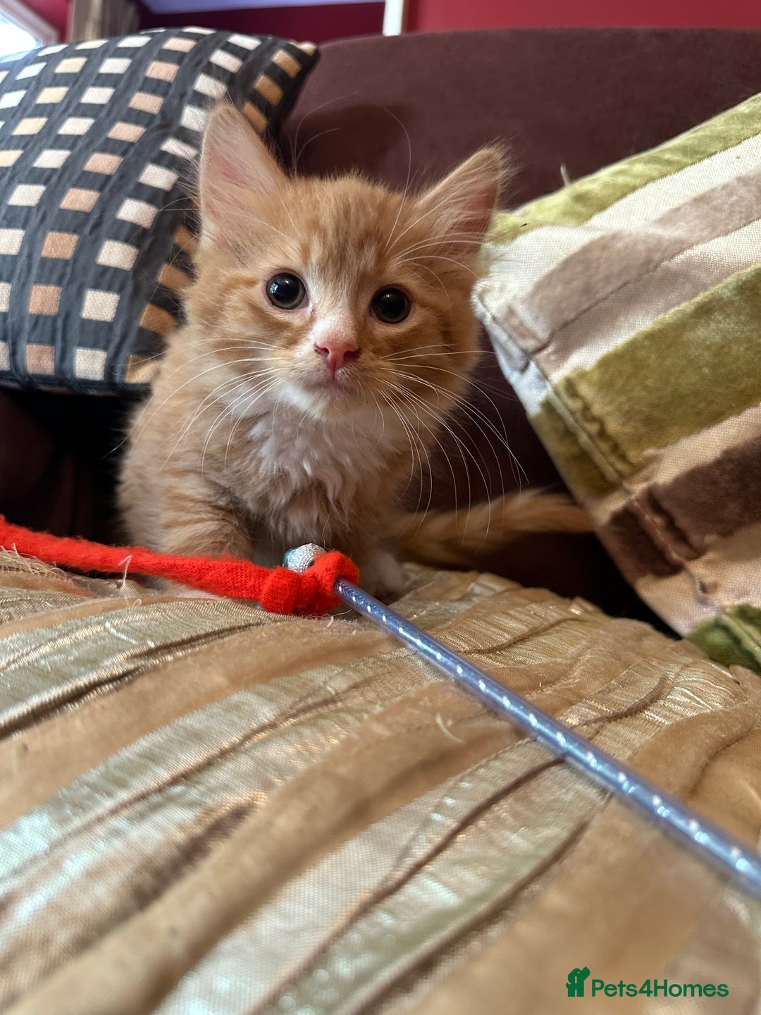 Mixed Breed cats for sale: Stunning kittens ready now - Image 4