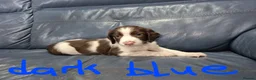 English Springer Spaniel dogs for sale: English Springer Spaniel Pups - Advert 8