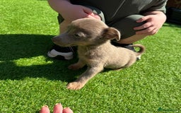 Jack Russell dogs for sale: Miniature Jack Russell puppies Ready to leave in Gillingham - Image 34
