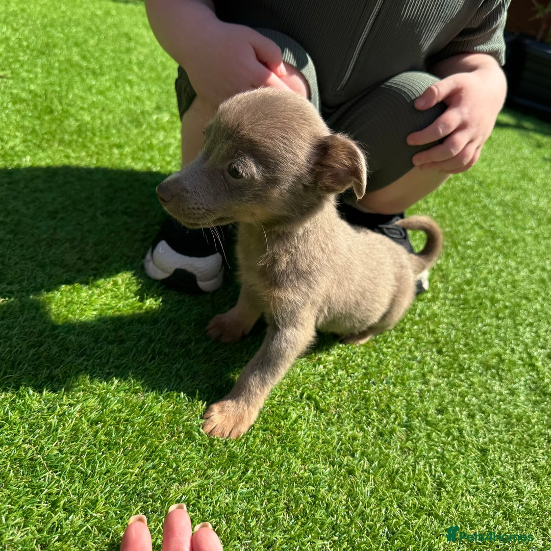 Jack Russell dogs for sale: Miniature Jack Russell puppies Ready to leave in Gillingham - Image 34