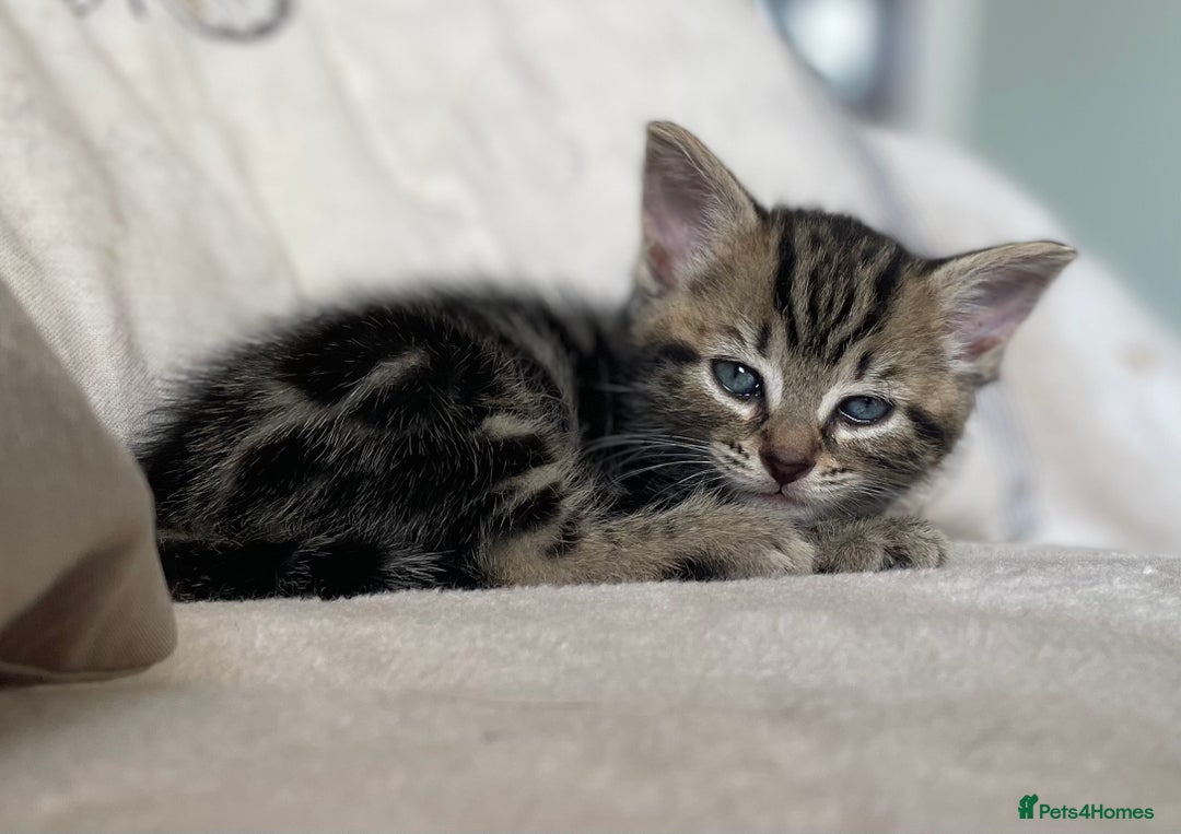 Mixed Breed cats for sale: 4 beautiful kittens ready now  - Image 13