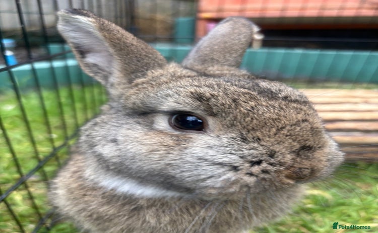 Netherland Dwarf rabbits - Advert 1
