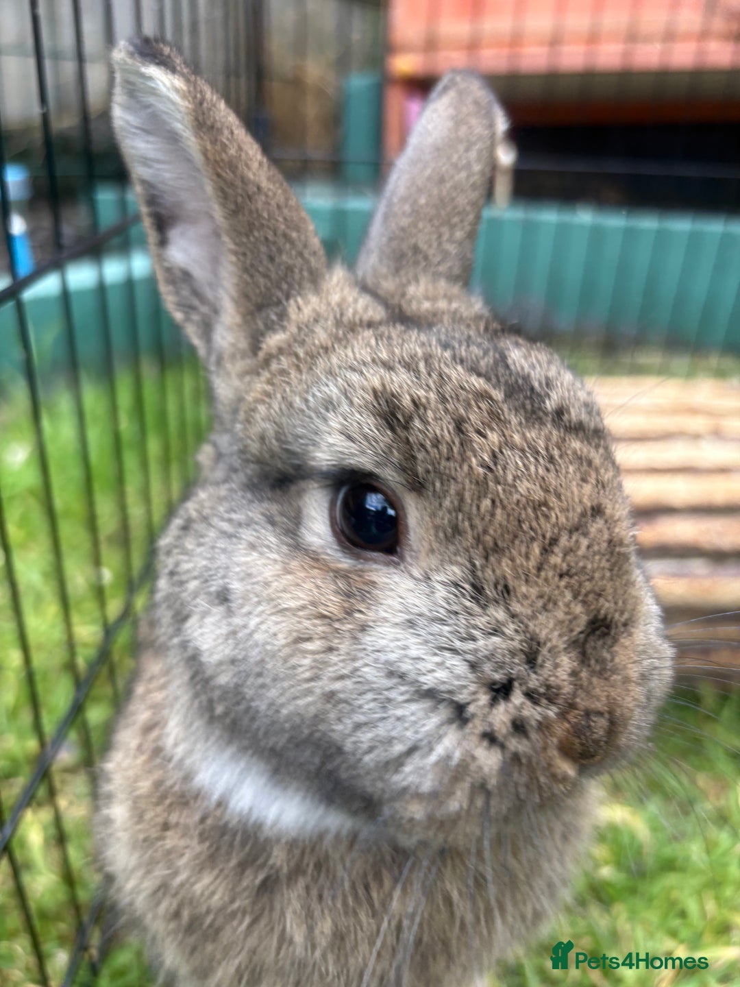 Netherland Dwarf rabbits for sale: male brown bunny - Image 1