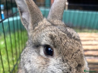 Netherland Dwarf rabbits - Advert 6