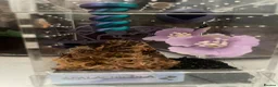 Mixed Breed invertebrates for sale: Mixed Centipede, mantis, and spiders  - Advert 6
