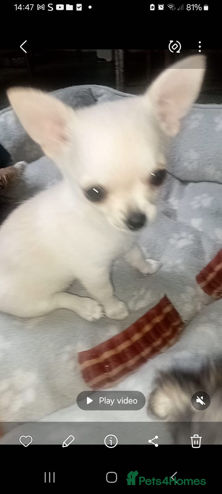 Chihuahua dogs Full Chihuahuas Fabulous  - Advert 2