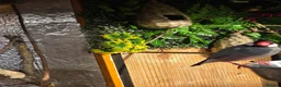 Finches birds for sale: 2 x male java finch - Advert 6