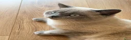 British Shorthair cats for stud: British Shorthair Lilac Colourpoint Stud - Advert 4