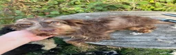 Cockapoo dogs for sale: Adult F1 and F1b girls - Advert 4