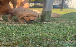 Labrador Retriever dogs for sale: Fox Red litter born 5th August - Image 10